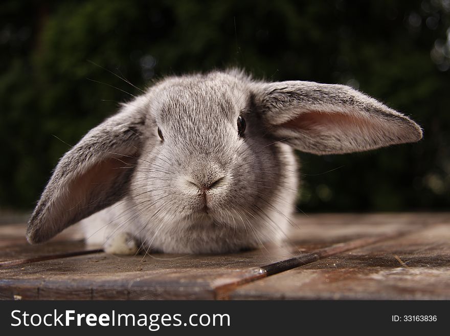 Grey ram rabbit on wooden desk