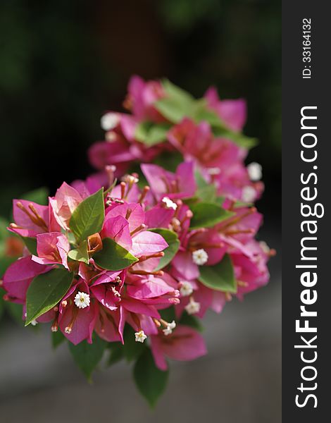 Close up of pink bougainvillea with green leaves