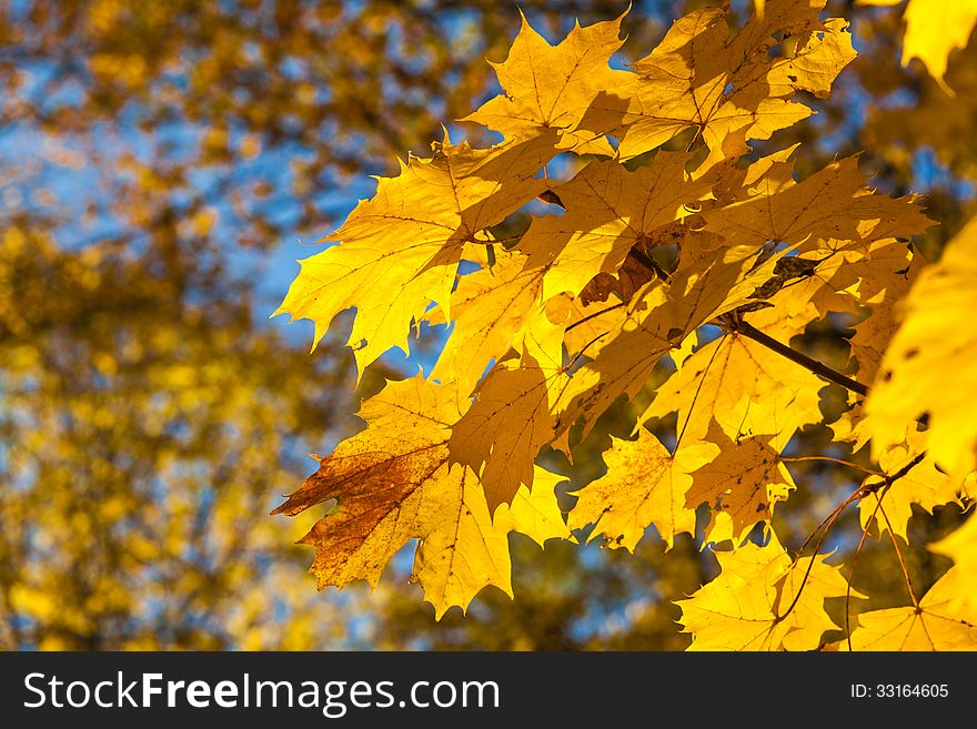 Maple leaves in autumn. Maple leaves in autumn.