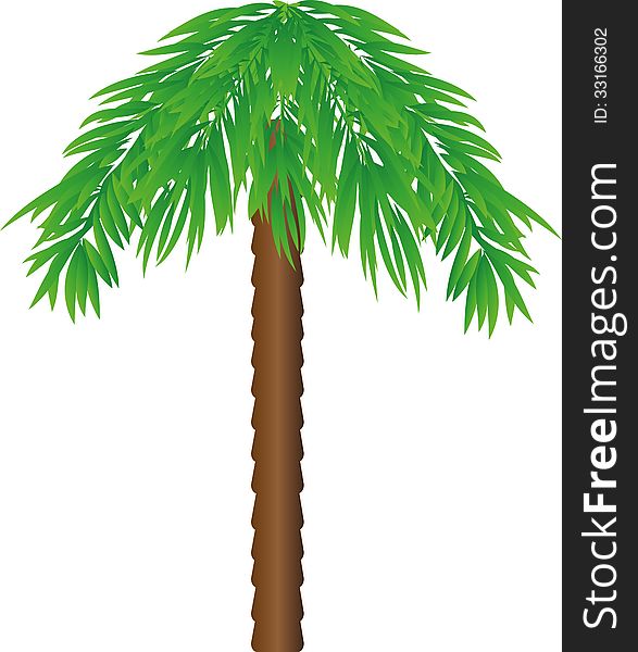 One palm tree with green leaves
