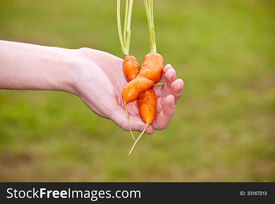 Two orange carrots hugging. Two orange carrots hugging.