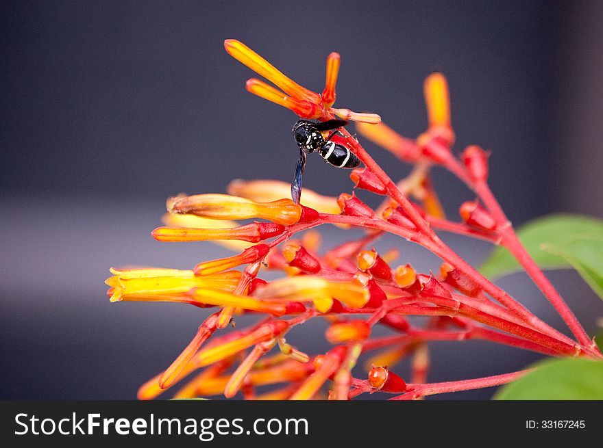 Florida wasp on a hummingbird bush. Florida wasp on a hummingbird bush.
