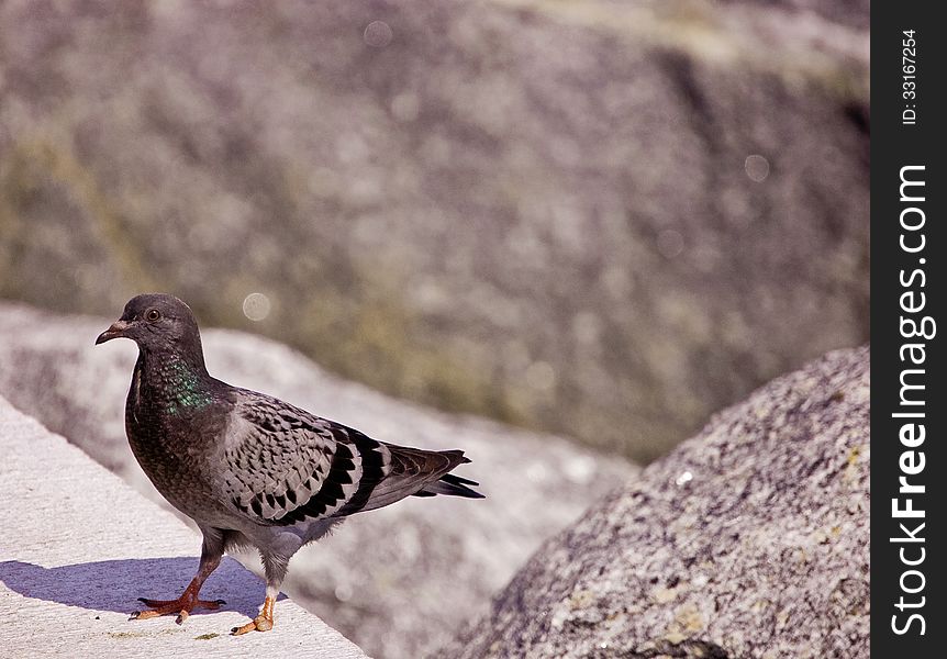 A blue barred rock pigeon that has only one toe on it's foot, standing on a wall.