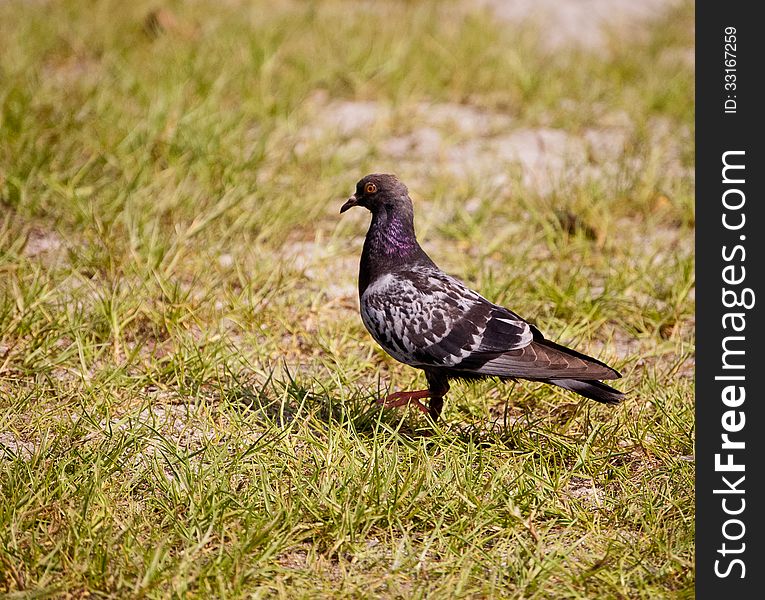 A pigeon walking on the grass in the Florida sunshine. A pigeon walking on the grass in the Florida sunshine.