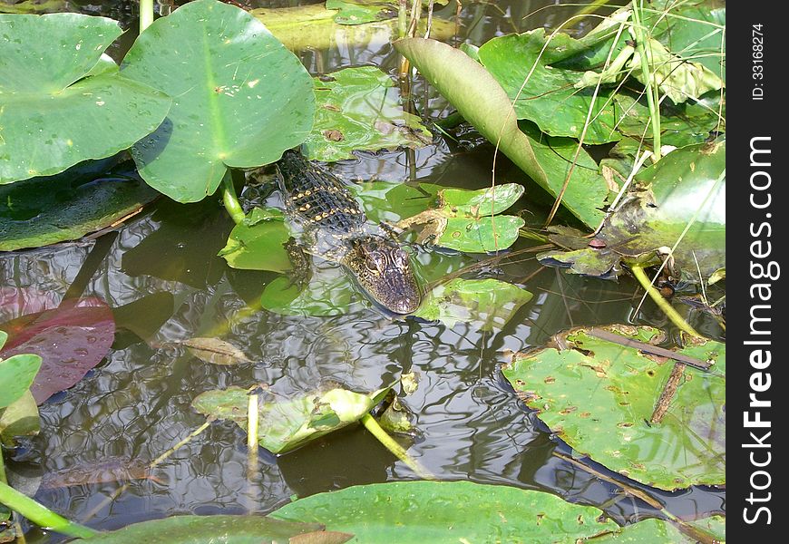 Baby alligator in Everglades National Park in Florida (USA). Baby alligator in Everglades National Park in Florida (USA)