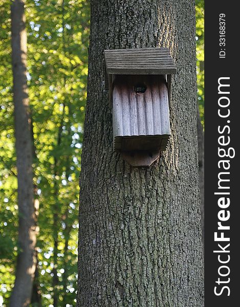 Weathered Wood Birdhouse in the Forest