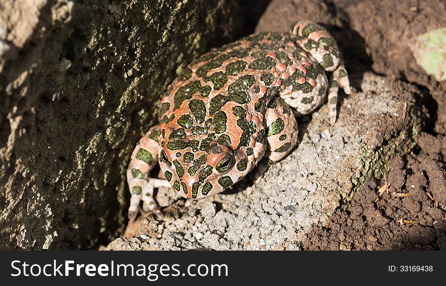 Toad sitting on a rock close-up