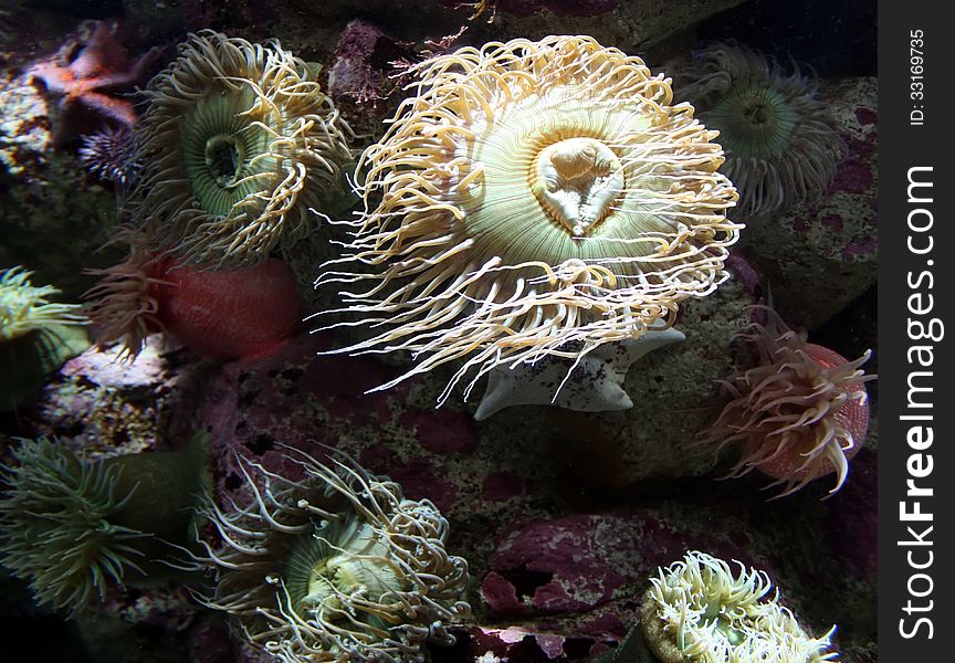 Toxic tentacles belonging to a group of predatory sea anemones wave in the ocean current in search of prey;