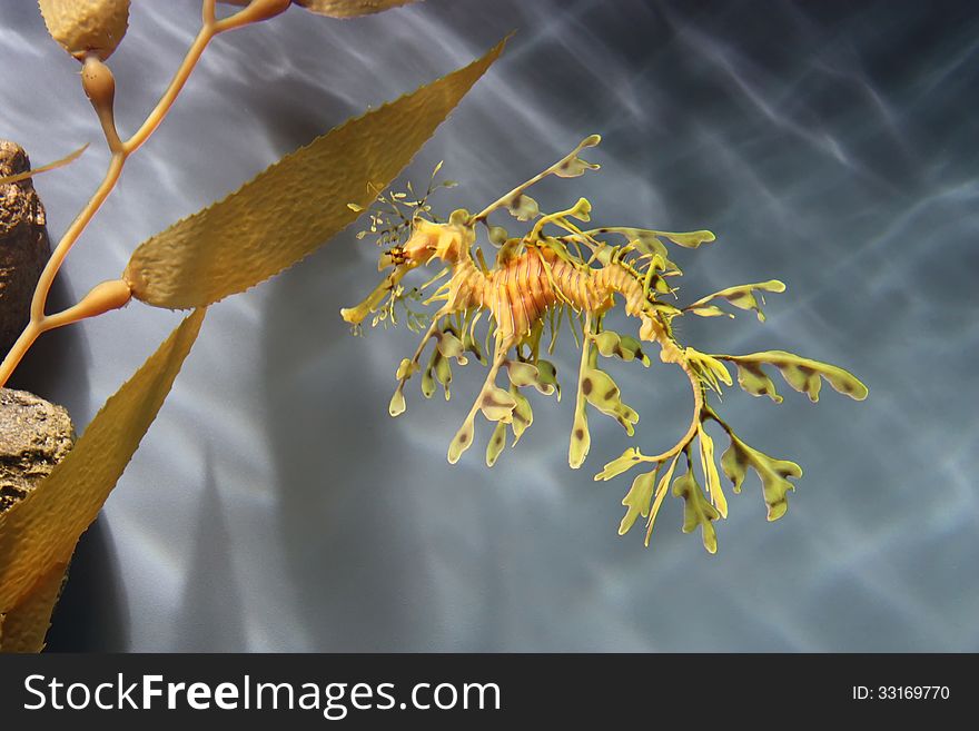 Close relative to the seahorse, a free-swimming leafy sea dragon, which are only found off the coasts of South & Western Australia;