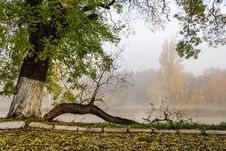 Fallen Branch On Foggy Embankment Stock Images Fallen Branch On Foggy Embankment Stock Images