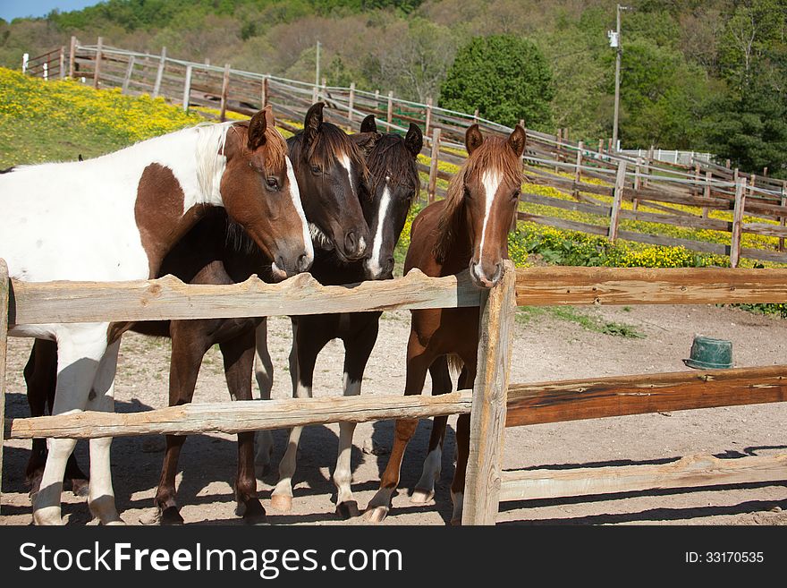 Horses behind a fence.