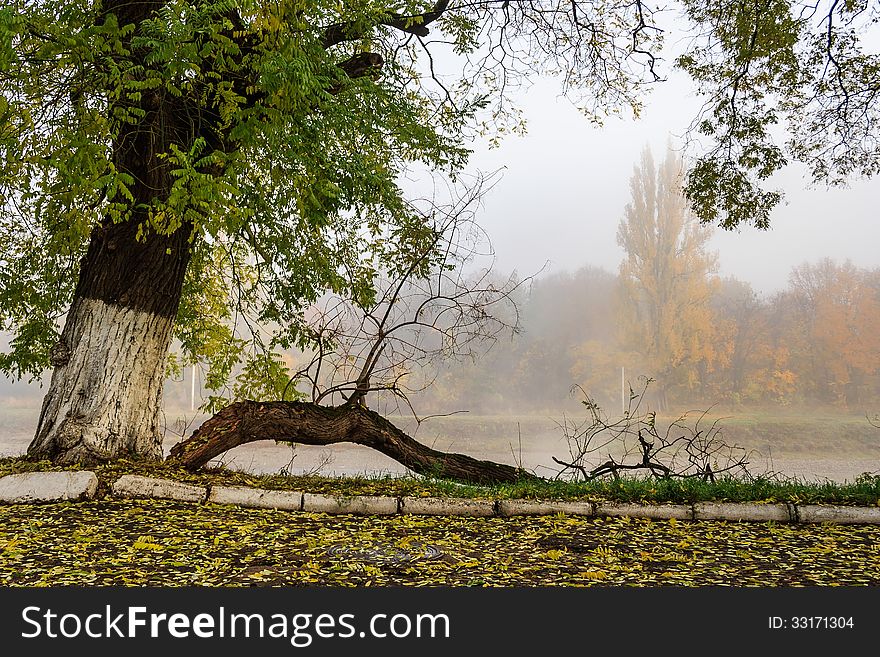 Fallen branch on foggy embankment