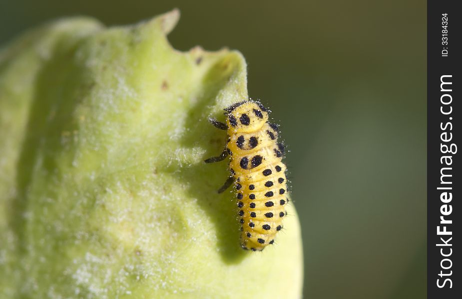 Larva ladybugs 22punctata also painted in yellow with black color and is powered by mildew. Larva ladybugs 22punctata also painted in yellow with black color and is powered by mildew.