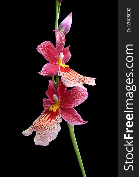 Orchids On A Black Background