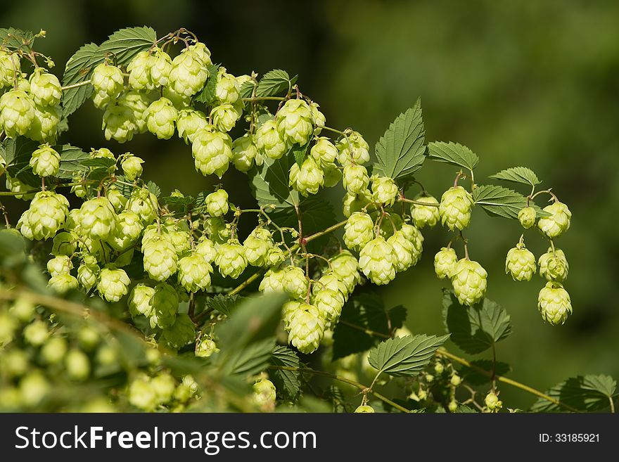 Crop of fresh ripe hop-agriculture background .