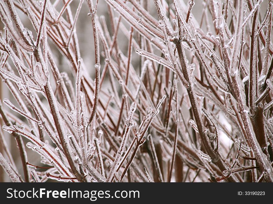 icy branches on tree at winter