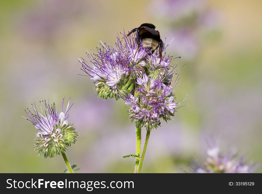 Phacelia Flower And Bee