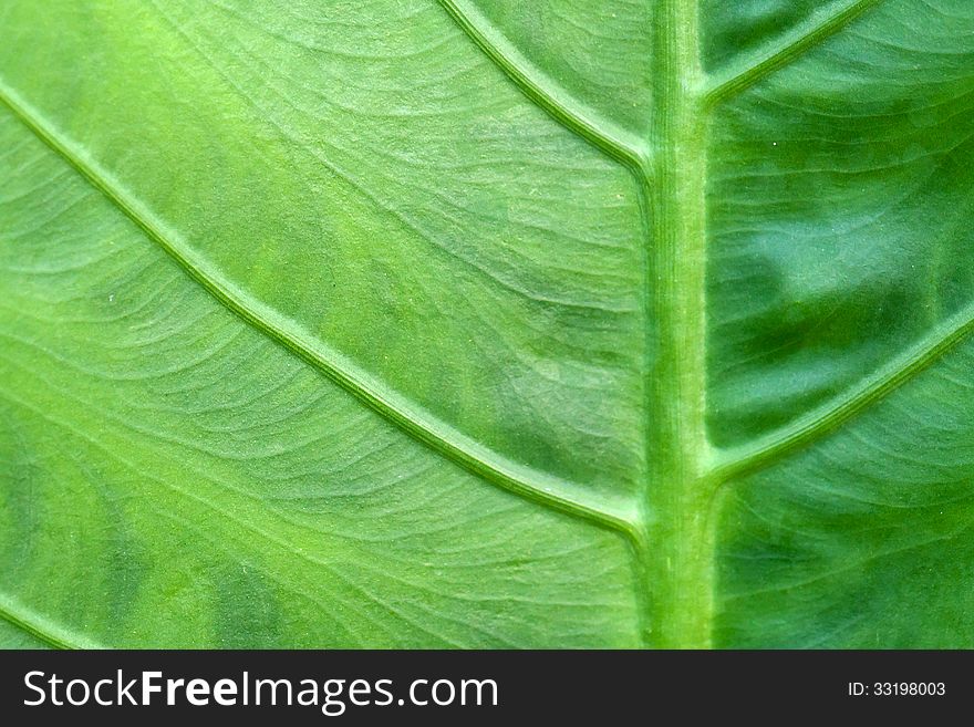 Full Frame Green leaf background .