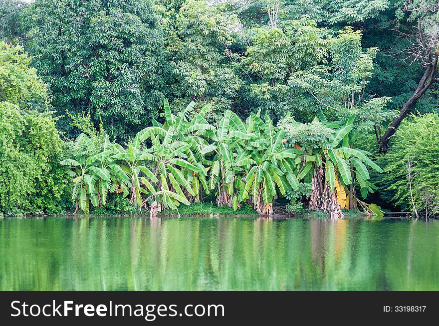 Tropical forest banana tree center .