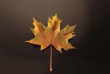 Colorful Autumn Leaf On Black Stock Image