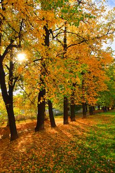 Autumnal Linden Lane Royalty Free Stock Photos Autumnal Linden Lane Royalty Free Stock Photos