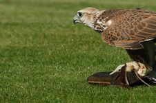 Peregrine Falcon Stock Photos Peregrine Falcon Stock Photos