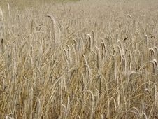 Rye Field Stock Photo Rye Field Stock Photo