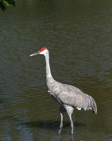 Sandhill Crane Stock Photo Sandhill Crane Stock Photo
