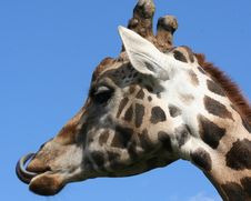 Giraffe Royalty Free Stock Image Giraffe Royalty Free Stock Image