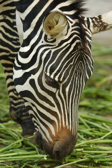 The Zebra Royalty Free Stock Photo