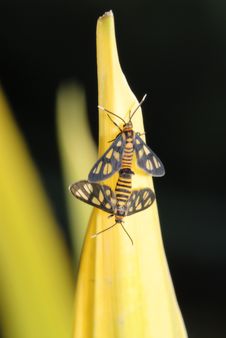 Moth Mating On Yellow Leaves Royalty Free Stock Images