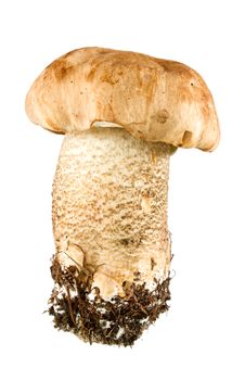 Brown Cap Mushroom Royalty Free Stock Photo