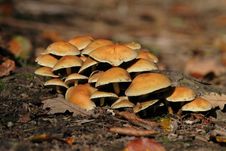 Mushrooms Royalty Free Stock Photos Mushrooms Royalty Free Stock Photos
