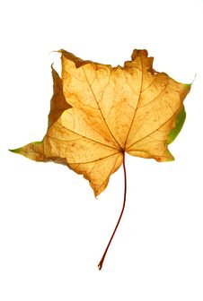 Autumn Composition Stock Photography