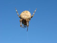Spider With Blue Background Stock Photos