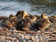 Ducklings Stock Image Ducklings Stock Image