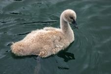 Cute Swan Chick Royalty Free Stock Image