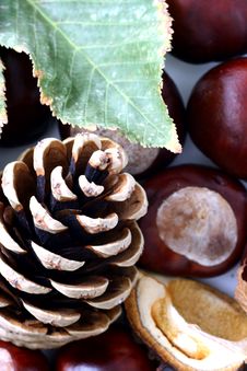 Cone And Chestnut Isolated In Stock Image Cone And Chestnut Isolated In Stock Image