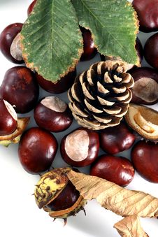 Cone And Chestnut Isolated In Royalty Free Stock Image Cone And Chestnut Isolated In Royalty Free Stock Image