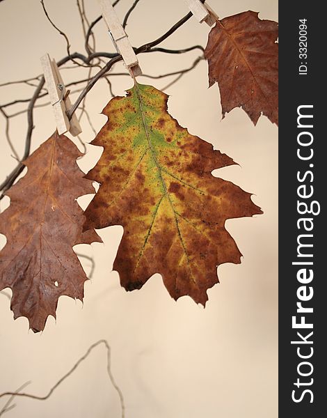 Leaves in beautiful autumn colours on ecry background