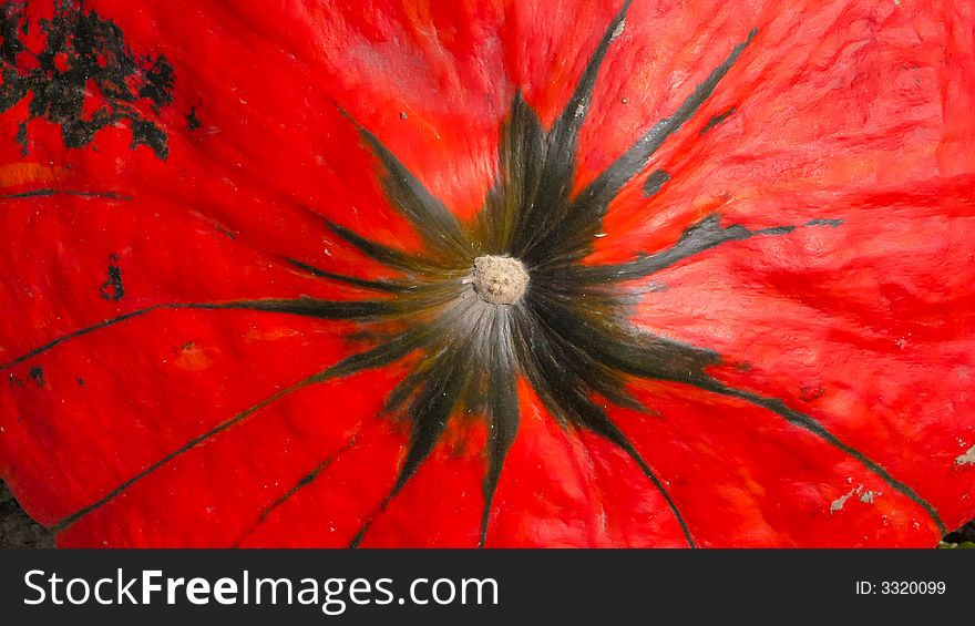 Close-up view of a red pumpkin in a field in lower Austria. Close-up view of a red pumpkin in a field in lower Austria