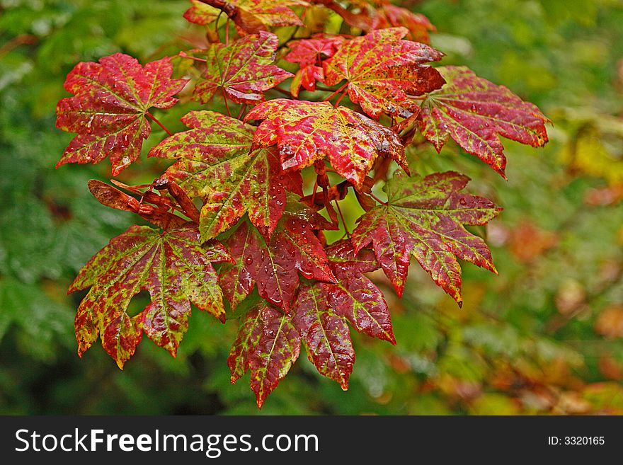 Close up view of wet leaves on a vine Maple Tree. Close up view of wet leaves on a vine Maple Tree.