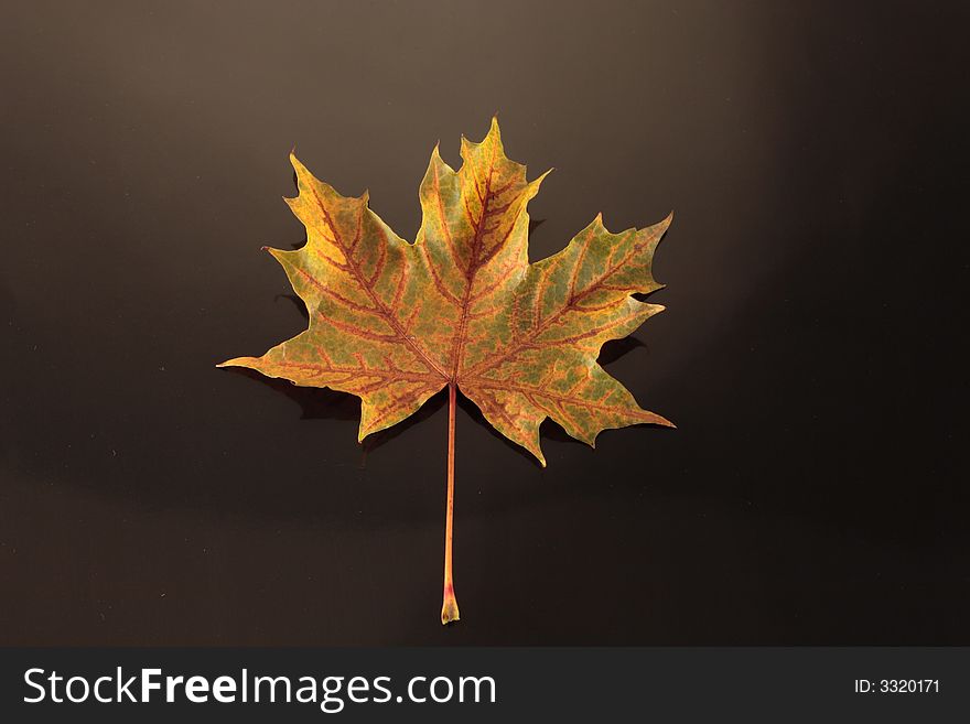 Colorful Maple leaf isolated on a black background. Colorful Maple leaf isolated on a black background