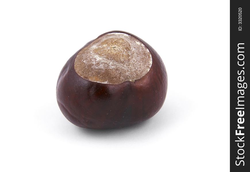 Single Chestnut