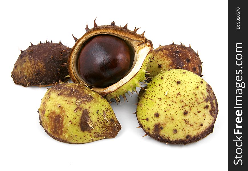 Chestnuts shells with single chestnut.