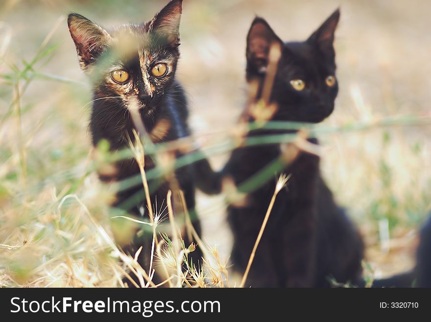 Two black cats hiding on the grass