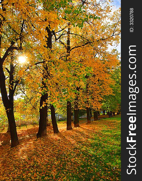 Vertical photo of a autumnal linden lane with a sun