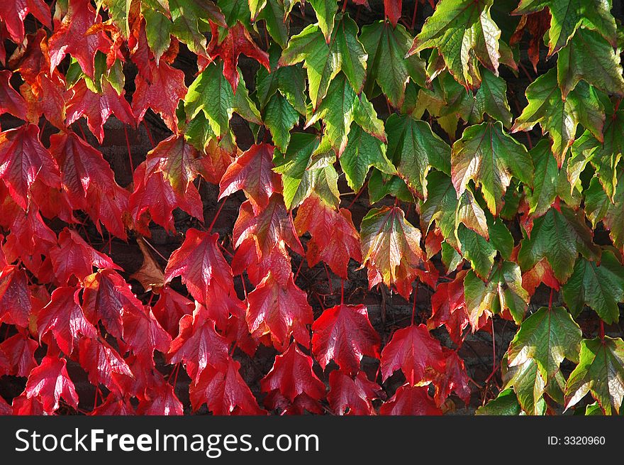 Green and red colored autumn leaves