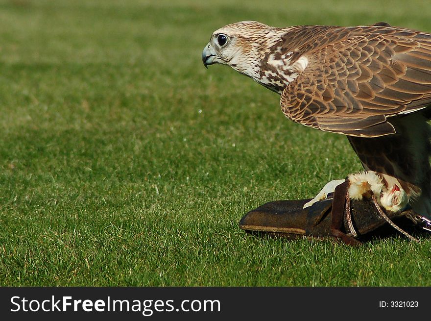 Peregrine Falcon with prey looking around