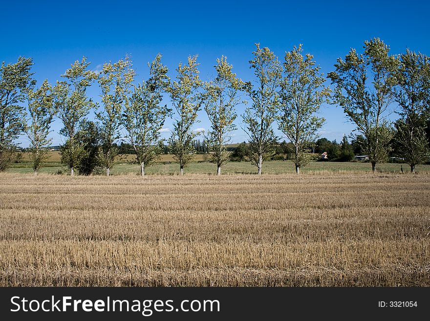 Trees And Field